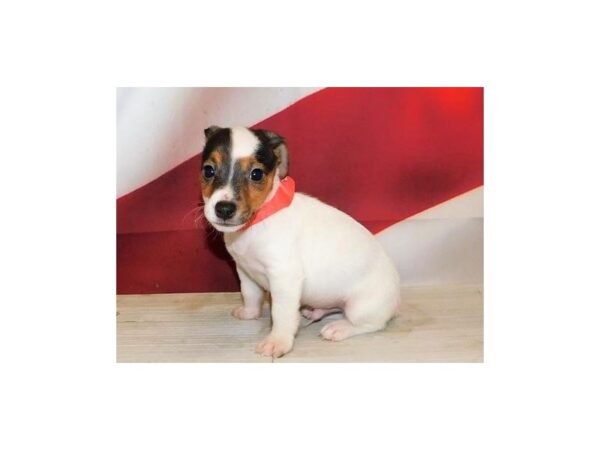 Jack Russell Terrier DOG Male Black White / Tan 12847 Petland Batavia, Illinois