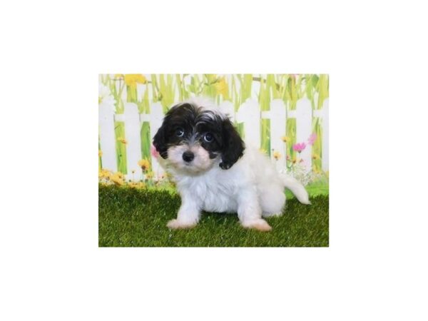 Papi Poo-DOG-Female-White / Sable-12849-Petland Batavia, Illinois