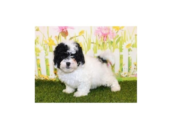 Shih Poo DOG Female White / Black 12848 Petland Batavia, Illinois