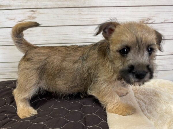 Cairn Terrier DOG Male Wheaten 21035 Petland Batavia, Illinois