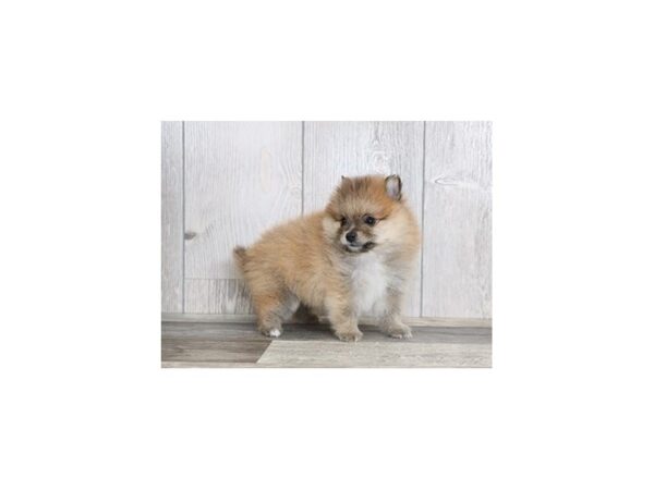 Pomeranian-DOG-Male-Orange Sable-21031-Petland Batavia, Illinois