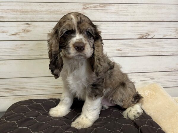Cocker Spaniel DOG Female Chocolate Merle 21030 Petland Batavia, Illinois