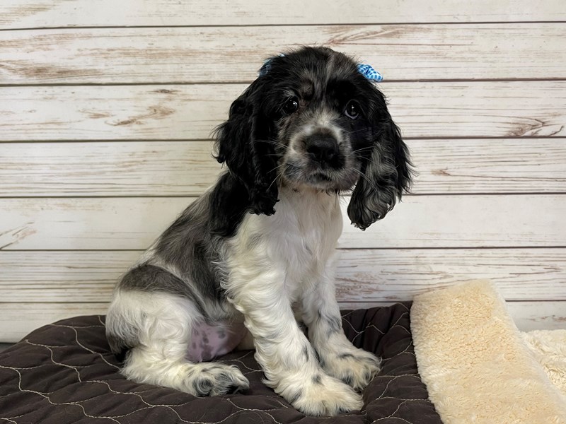 Blue merle springer clearance spaniel