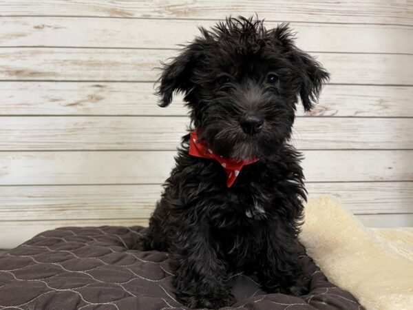 Mini Schnoodle DOG Female Black, White Markings 21028 Petland Batavia, Illinois