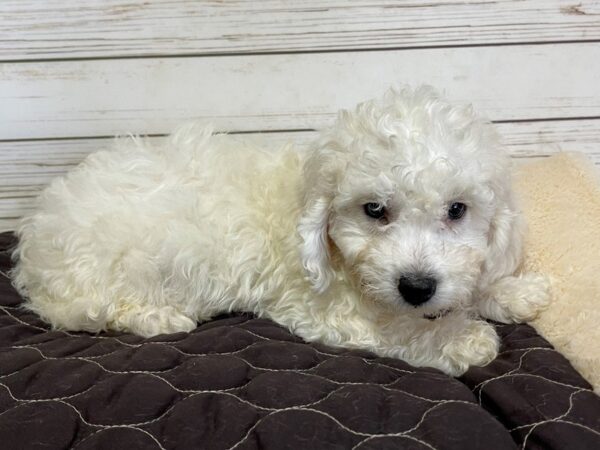 Bichon Frise-DOG-Male-White-21026-Petland Batavia, Illinois