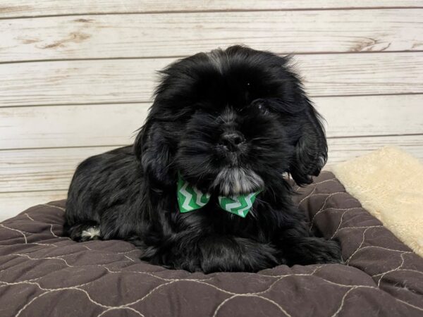 Cocker Tzu DOG Male Black, White Markings 21025 Petland Batavia, Illinois