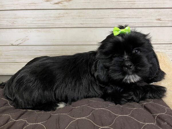 Cocker Tzu-DOG-Female-Black, White Markings-21024-Petland Batavia, Illinois