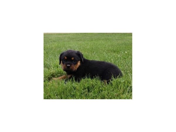 Rottweiler-DOG-Female-Black / Tan-21033-Petland Batavia, Illinois