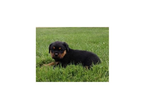 Rottweiler DOG Female Black / Tan 21033 Petland Batavia, Illinois