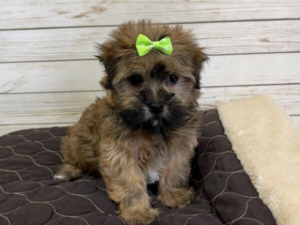 Havanese-DOG-Female-Sable-21023-Petland Batavia, Illinois