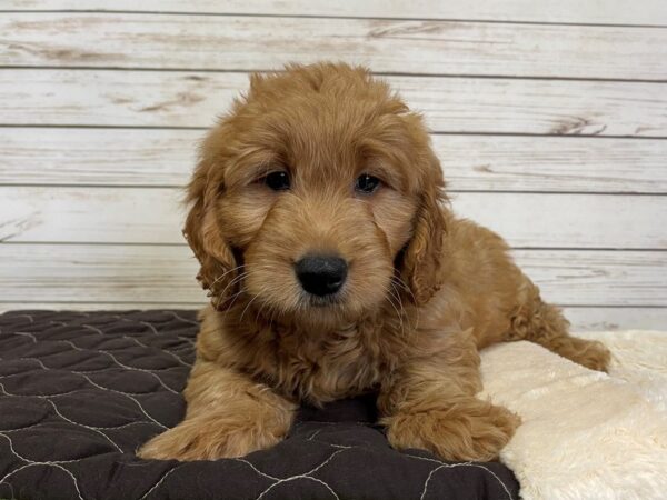 Goldendoodle Mini DOG Male Golden 21021 Petland Batavia, Illinois