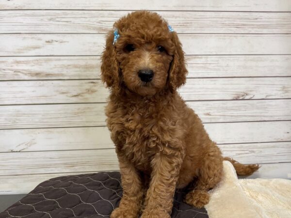 Goldendoodle 2nd Generation DOG Female Red 21020 Petland Batavia, Illinois