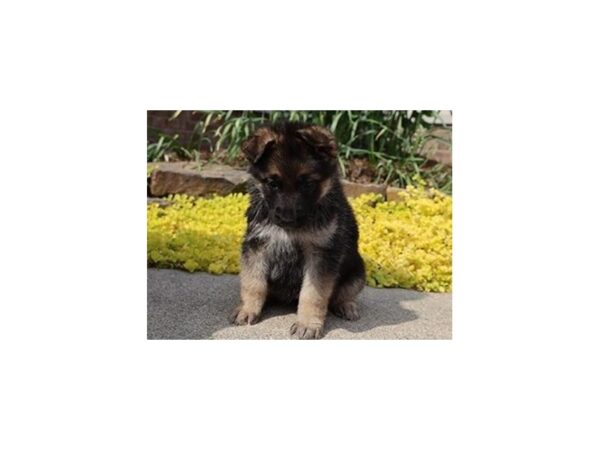 German Shepherd Dog DOG Female Black / Tan 21036 Petland Batavia, Illinois