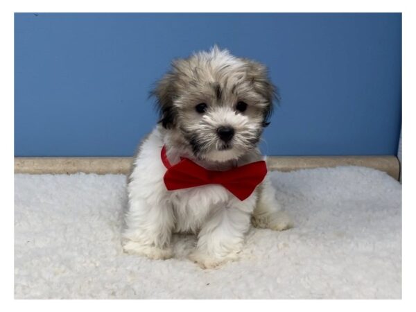Havanese-DOG-Male-Cream Sable-20747-Petland Batavia, Illinois