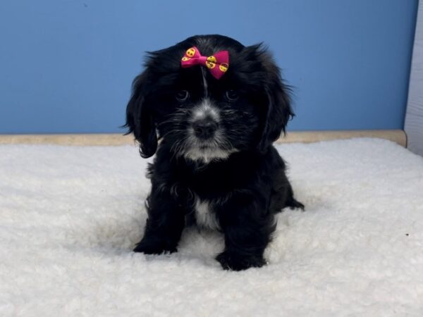 Cocker Tzu DOG Male Black, White Markings 20748 Petland Batavia, Illinois