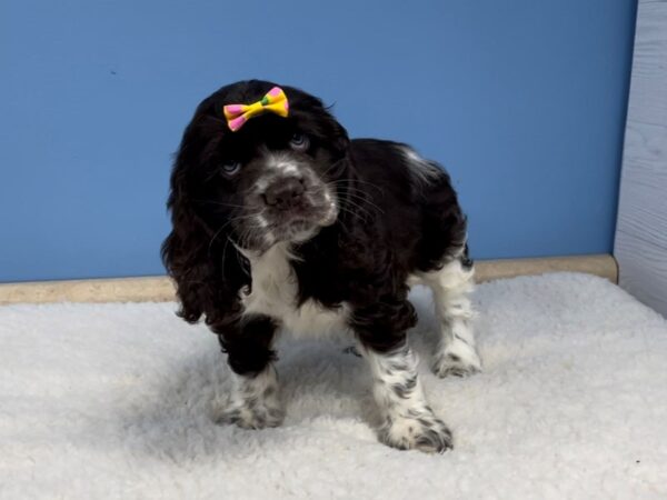Cocker Spaniel-DOG-Female-Chocolate Merle-20749-Petland Batavia, Illinois