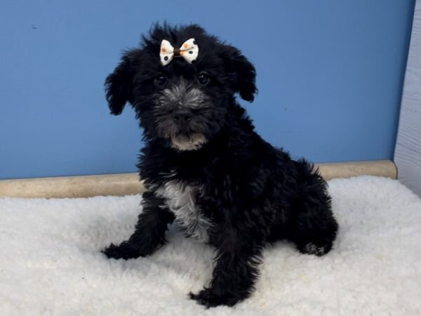 Mini Schnoodle DOG Female Black, White Markings 20750 Petland Batavia, Illinois