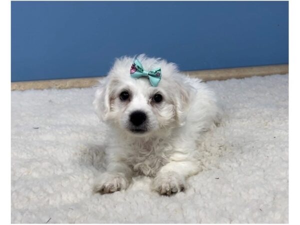 Bichon Frise-DOG-Female-White-20751-Petland Batavia, Illinois
