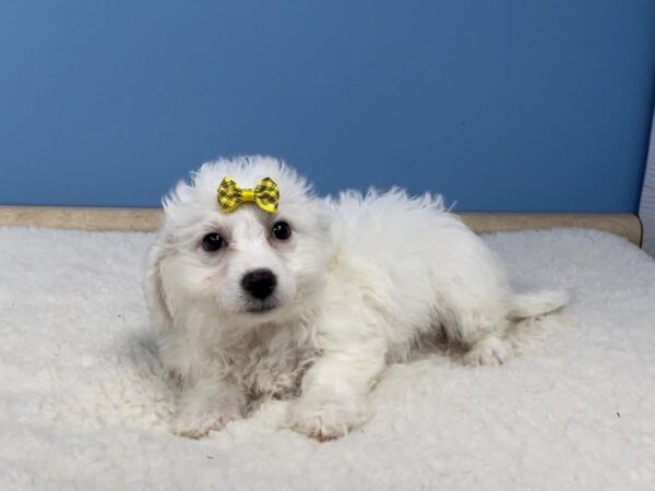Bichon Frise-DOG-Female-White-20752-Petland Batavia, Illinois