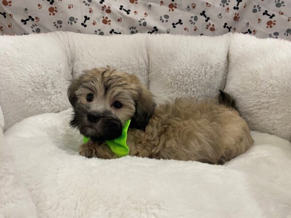 Havanese-DOG-Male-Cream Sable-12832-Petland Batavia, Illinois