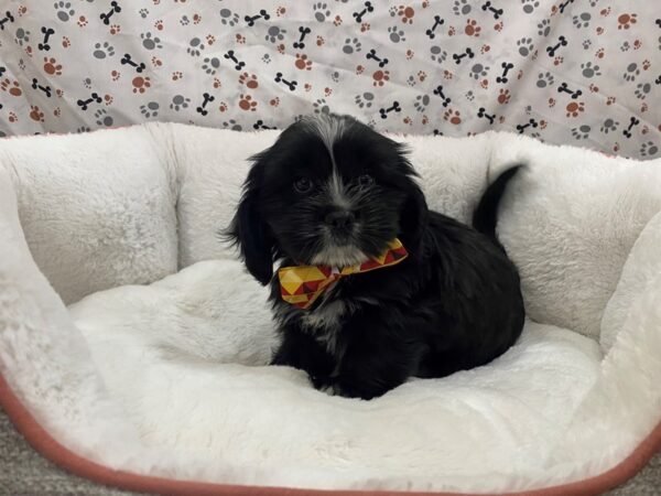 Cocker Tzu-DOG-Male-Black, White Markings-12833-Petland Batavia, Illinois