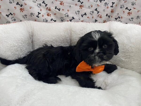 Cocker Tzu DOG Male Black, White Markings 12834 Petland Batavia, Illinois