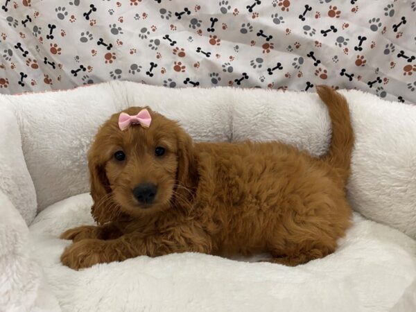 Goldendoodle Mini DOG Female Golden 12842 Petland Batavia, Illinois