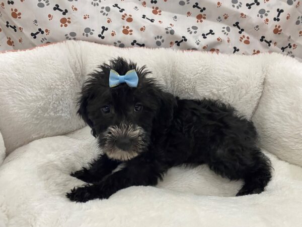 Mini Schnoodle DOG Female Black, White Markings 12837 Petland Batavia, Illinois