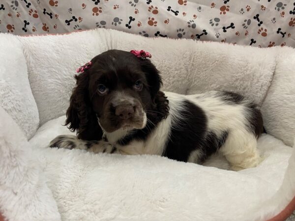 Cocker Spaniel DOG Female Chocolate and White 12835 Petland Batavia, Illinois