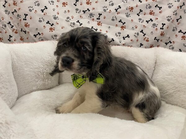 Cocker Spaniel-DOG-Male-Blue Merle-12836-Petland Batavia, Illinois
