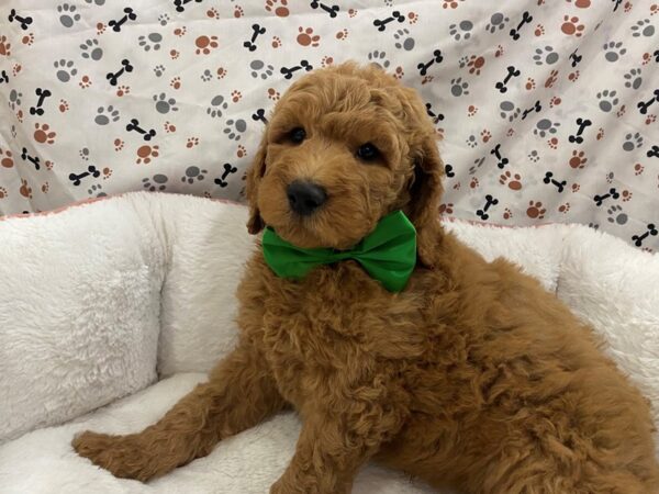 Goldendoodle 2nd Generation-DOG-Male-Red-12841-Petland Batavia, Illinois