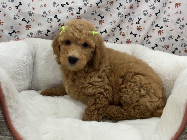 Goldendoodle 2nd Generation-DOG-Female-Red-12840-Petland Batavia, Illinois