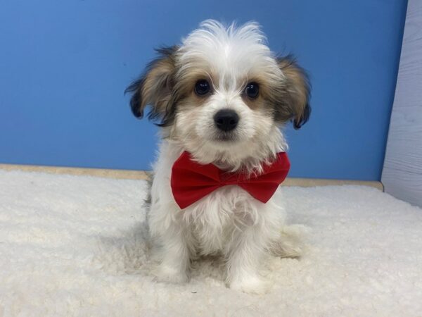 Chi Chon-DOG-Male-White / Apricot-20692-Petland Batavia, Illinois