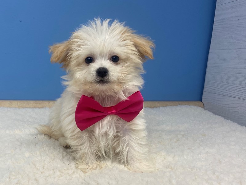 Chi sales chon puppies