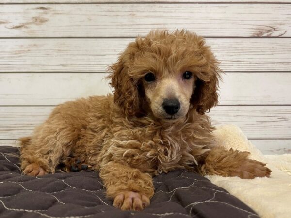 Poodle Mini-DOG-Male-Apricot-21032-Petland Batavia, Illinois