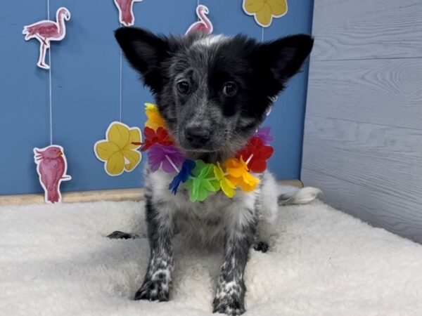 Heeler/Border Collie-DOG-Female-Black / White-20744-Petland Batavia, Illinois