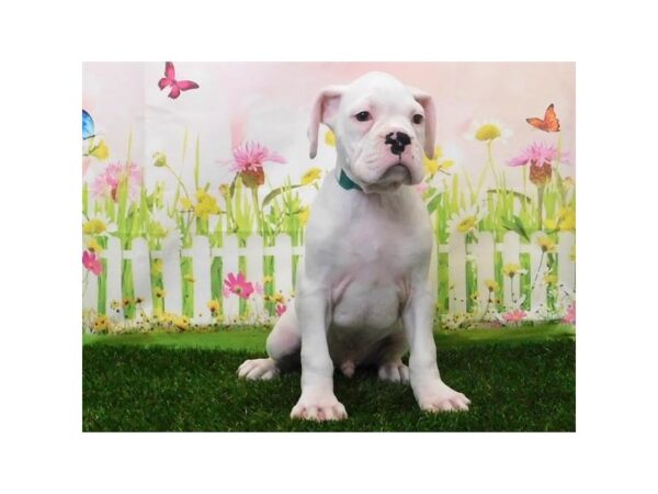 Boxer DOG Male White 12861 Petland Batavia, Illinois