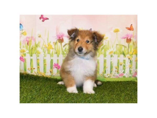 Collie DOG Male Red White / Sable 12862 Petland Batavia, Illinois