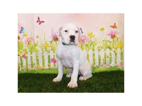 Boxer DOG Female White 21045 Petland Batavia, Illinois