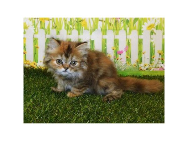 Persian CAT Female Golden Mackeral 20764 Petland Batavia, Illinois