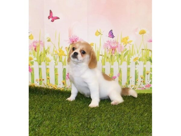 Peke a Bea-DOG-Male-Fawn / White-20766-Petland Batavia, Illinois