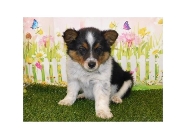 Australian Shepherd/Australian Cattle Dog DOG Male Black Tan / White 21050 Petland Batavia, Illinois