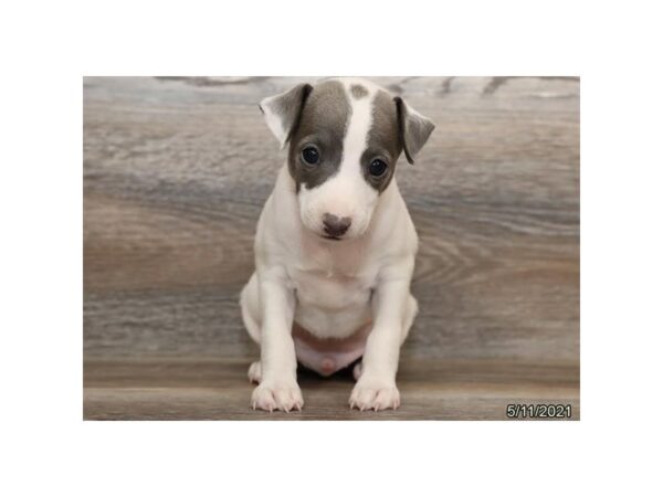 Italian Greyhound-DOG-Male-White-12865-Petland Batavia, Illinois