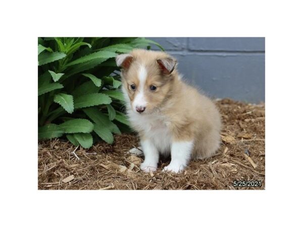 Shetland Sheepdog DOG Female Sable 21052 Petland Batavia, Illinois