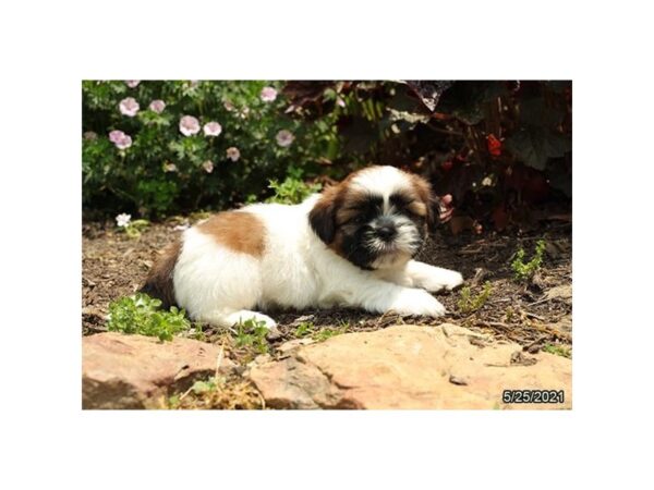 Shih Tzu DOG Male Brown / White 21054 Petland Batavia, Illinois