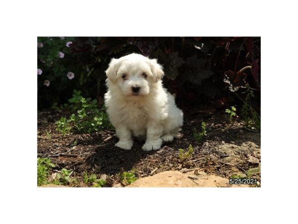 Maltese DOG Male White 12868 Petland Batavia, Illinois