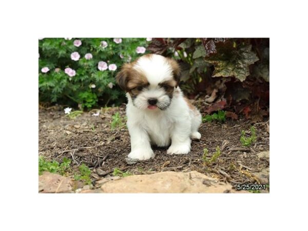 Shih Tzu DOG Male Brown / White 12870 Petland Batavia, Illinois