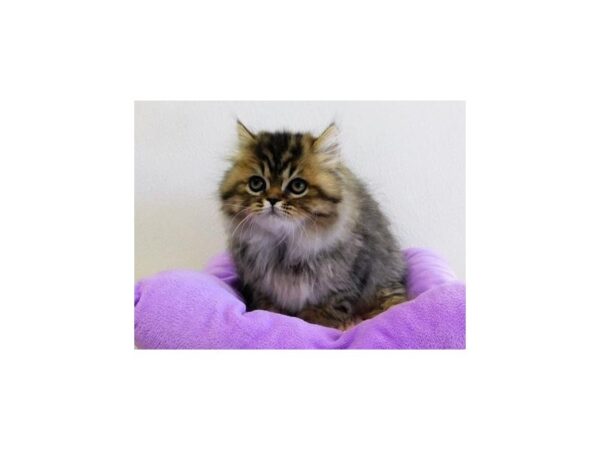 Persian CAT Female Shaded Golden 21047 Petland Batavia, Illinois