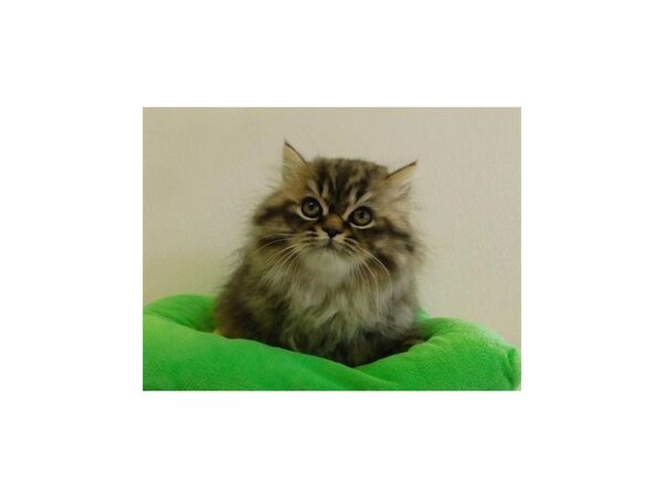 Persian CAT Male Shaded Golden 21048 Petland Batavia, Illinois