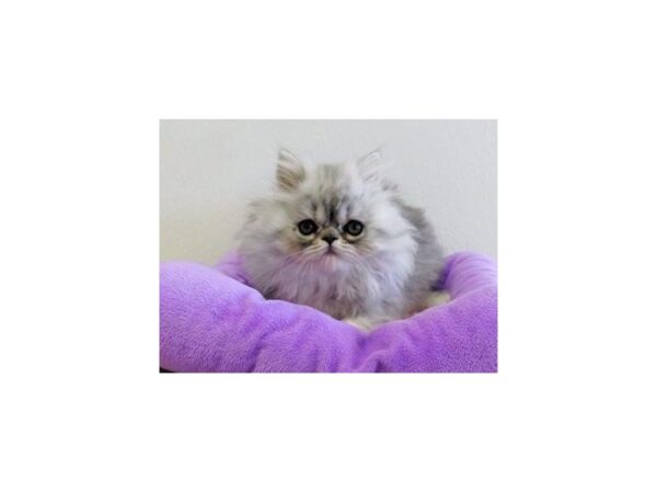 Persian-CAT-Female-Shaded Silver-21049-Petland Batavia, Illinois